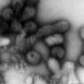 Orthomyxoviridae – Influenza