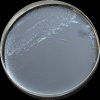 Campylobacter jejuni, CCDA agar 