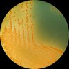Vibrio cholerae non O1 - TCŽS agar, 18h