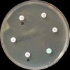 Burkholderia cepacia - MH agar, disky
