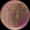 Salmonella Infantis, Escherichia coli