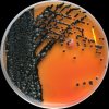 Salmonella Hadar, Escherichia coli, Klebsiella oxytoca