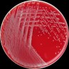 Staphylococcus petrasi, Columbia agar