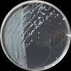 Legionella pneumophilla, BCYE agar