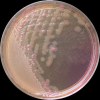 Salmonella + Escherichia, MAC agar