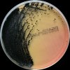 Salmonella + Escherichia, DC agar