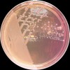 Enterobacter cloacae MAC agar