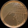 Salmonella Heidelberg, MAC agar