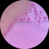 Escherichia coli, Enterobacter cloaceae, MC agar