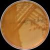 Serratia marcescens, Mac Conkey agar