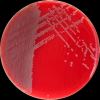 Staphylococcus aureus, COL agar
