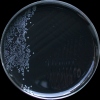 Campylobacter jejuni, CCD agar