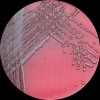 Acinetobacter baumannii, Columbia agar