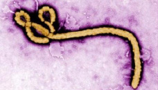 ebola_filovirus.jpg