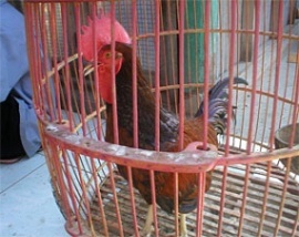 avian_influenza.jpg